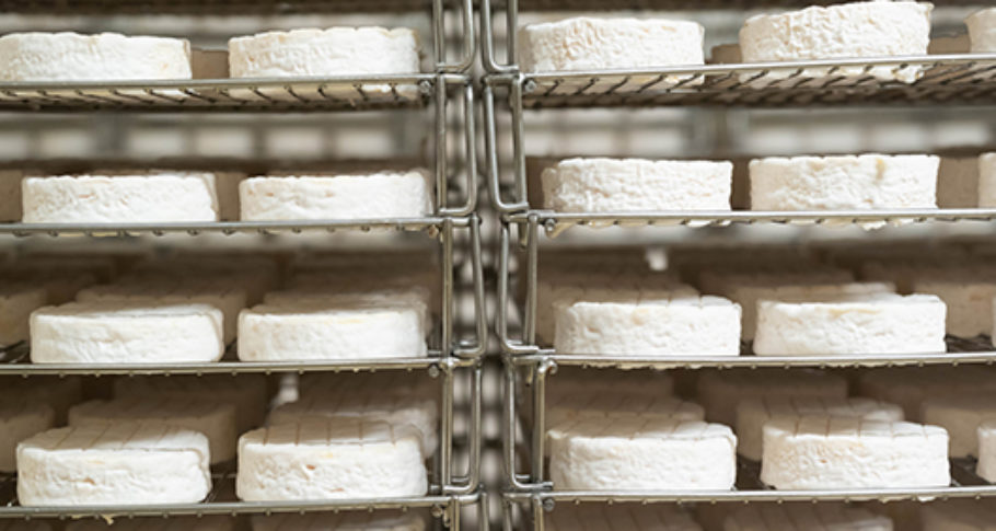 La fabrication du fromage au lait de chamelle